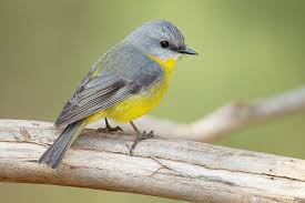 Bird sitting on tree branch